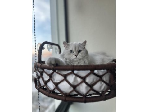 British Longhair Şecereli Cins Kedi