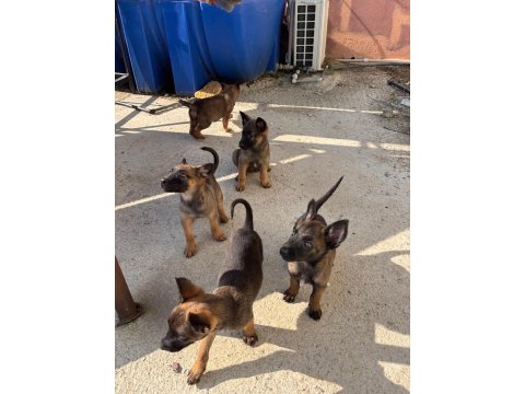 A Kalite Maskeli Belçika Kurdu