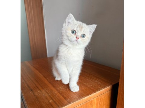 Muhteşem Göz Rengine Sahip Safkan British Yavru