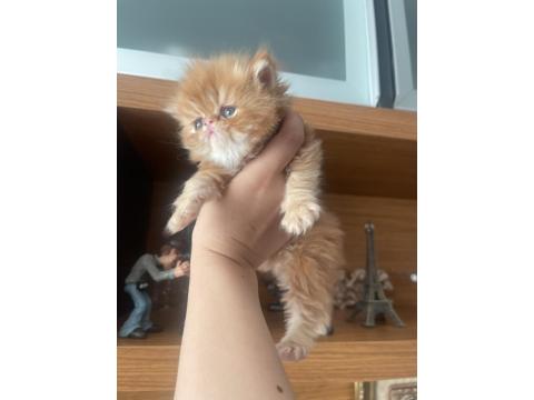 Garfield Egzotic Yavru Kediler