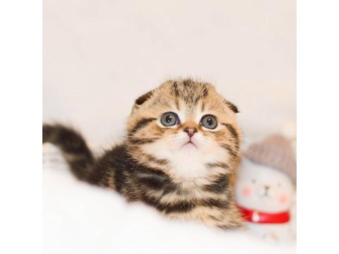 Minik Kıvrım Büyük Sevgi Blackgolden Scottish Fold