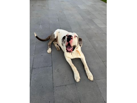 Devasa Bir Köpek İstiyorsanız Yavru Danualarımız İle Tanışın