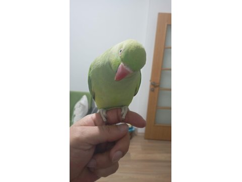 Evcil Çift Pakistan Papağanı Dişi Konuşuyor