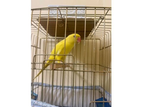 Mutasyon Sarı Pakistan Papağanı