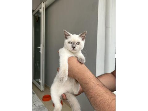 3.5 Aylık Blue Point Scottish Fold