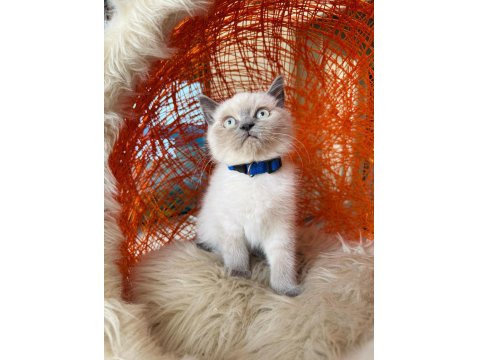 British Shorthair Blue Point 2 Aylık