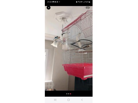 Limon Sarısı Sultan Papağanı