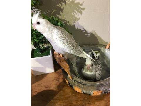 %100 El Beslemesi Full Evcil Yavru Sultan Papağanı