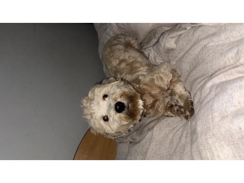 Köpeğim 1 Yaşında Maltipoo Cinsi