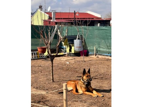 1.5 Aylık Dişi Erkek Belçika Kurdu Yavrular