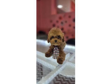 Anne Kore Baba Kore Teddy Face Aşırı Zeki Poodle