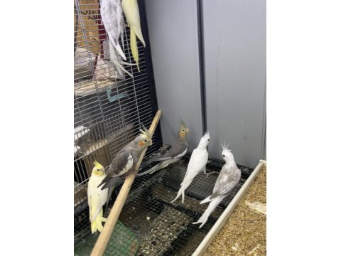 12 Adet Sultan Papağan Yavru