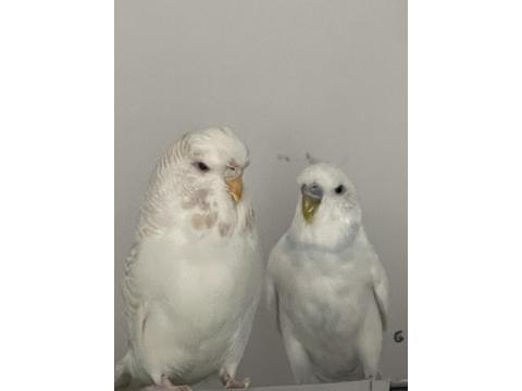 Muhabbet Kuşu Çift