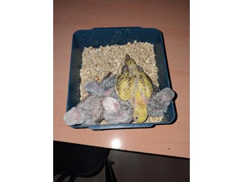 Show Jumbo Muhabbet Kuşu Yavruları Ev Üretimi