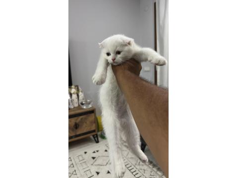 2 Aylık Oyuncu Dişi Scottish Fold Kedimiz