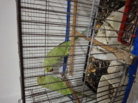 Pakistan Papağanları 2 Adet