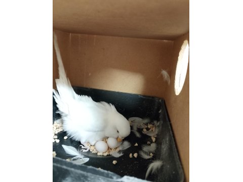 Yumurtalı Çift Sağlam Kan Muhabbet Kuşu