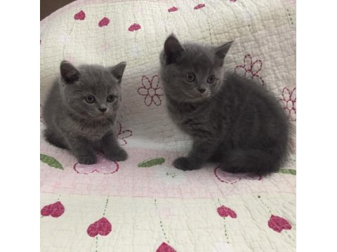 Yumoş Yumoş British Shorthair Bebekler