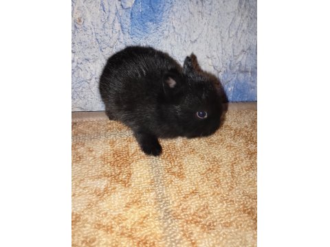 Hollanda Cüce Nedherland Dwarf Tavşan