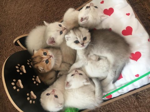 Yüksek Düzey Genlere Sahip Pofuduk Bebek Kediler