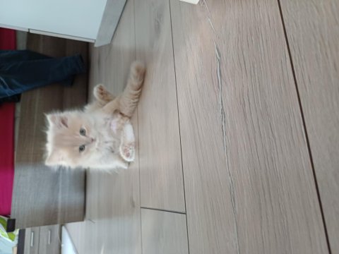 İlan Kaldırılmıştır.