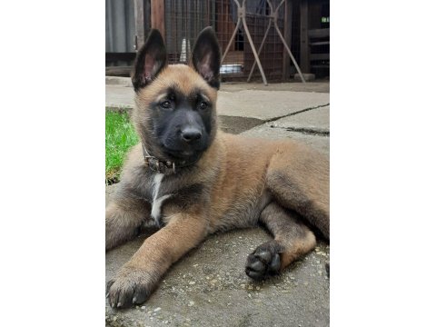 Good Damn Bir Belçika Kurdu