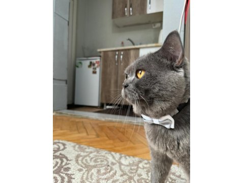 British Shorthair Kedim