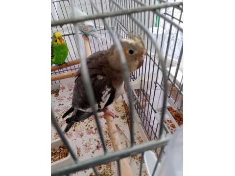 6 Aylık Dişi Sultan Papağanı