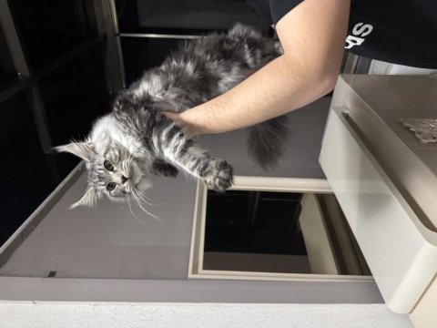 Maine Coon 10 Aylık Minik Dev