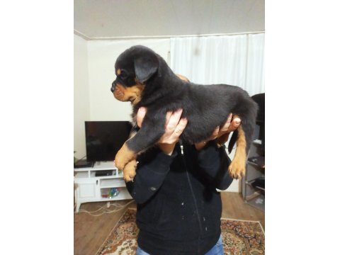 Çok Üst Kalite Dev Erkek Yavru Rottweiler