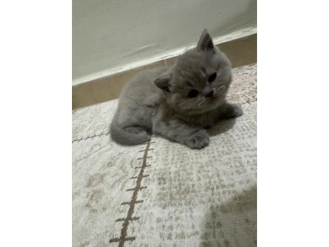 1.5 Aylık Kızımızı Sahiplendiriyoruz British Shorthair