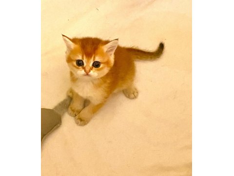 Golden Ny11 Safkan Orjinal Yeşil Gözlü Sarışın British Shorthair Kız