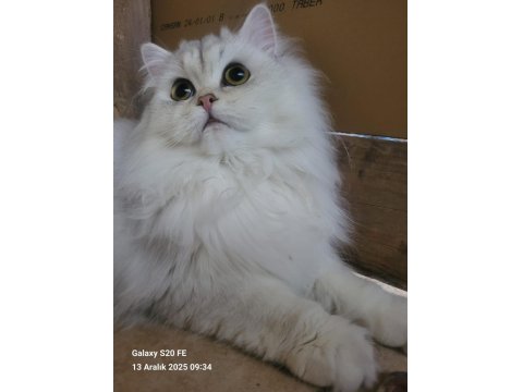 Güzel Chinchilla Yavruları