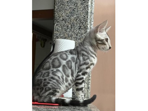 Orijinal Bengal Kediler