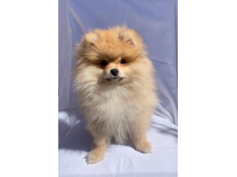 Türkiye'nin En Seçkin Pomeranian Spitz Boy Kilo Garantili Yavruları