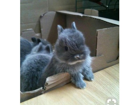 Her Cins Tavşan Mevcut