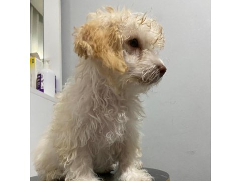 Maltipoo Kızımız Yuva Arıyor