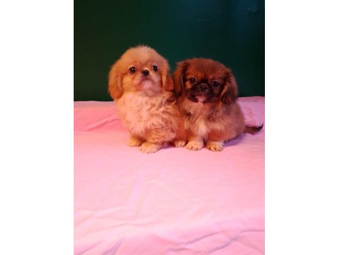 İmperyal Pekinez Yavrularımız