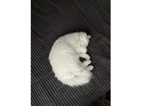 Dişi Kedim Mia Kızıma Yuva