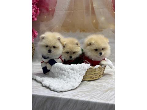 2 Aylık 2 Dişi Ve 1 Erkek Pomeranian