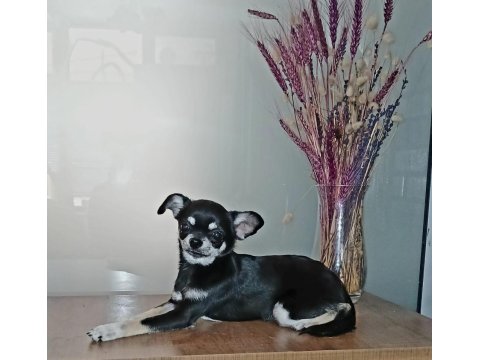 Simsiyah Şivava Güzellik Yeni Yuvasını Arıyor