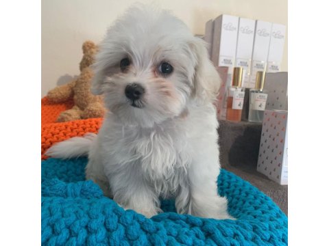 Dünya Tatlısı Terrier Yavruları