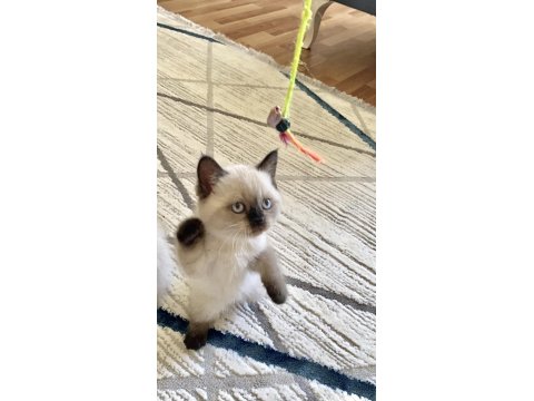 British Shorthair Erkek/Dişi Yavru