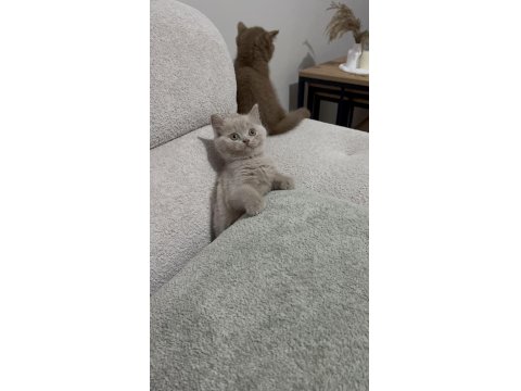 Cinnemon Fawn British Shorthair