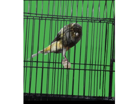 Yorkshire Kanaryalar