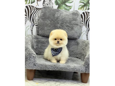 Dişi Ve Erkek Pomeranian Yavrularım