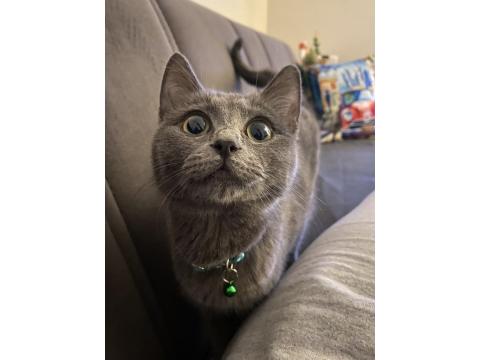 Sevgi Dolu Uysal Russian Blue