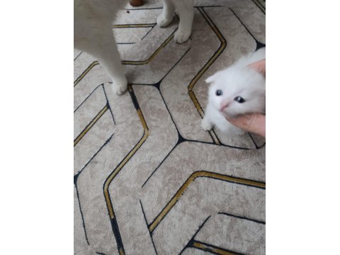 Erkek Scottish Fold Yavrular