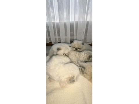 Safkan İran Kedisi Yavrularımız