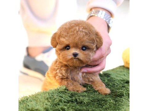 Toy Poodle Yavrusu Köpeklerim